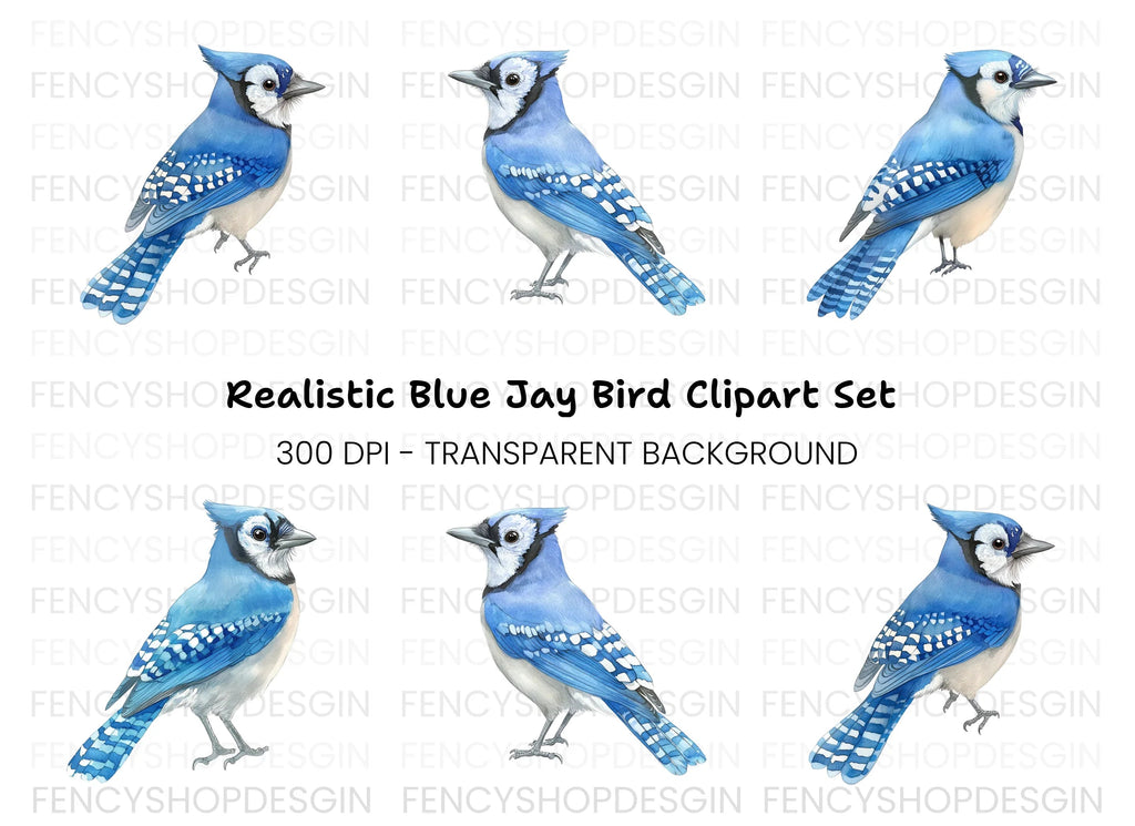Realistic Blue Jay Bird Clipart Bundle
