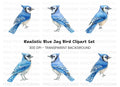 Realistic Blue Jay Bird Clipart Bundle