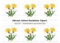 Vibrant Dandelion Blossom Clipart Bundle