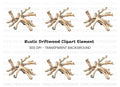 Driftwood Clipart Bundle