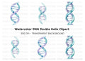 DNA Strands Clipart Bundle