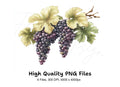 Grape Vine Clipart Bundle