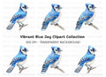 Realistic Blue Jay Perched Clipart Bundle