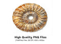 Ammonite Shell Clipart Bundle