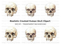 Detailed Skull Illustrations Clipart Bundle