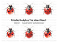 Cute Ladybug Clipart Bundle