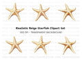 Starfish Clipart Bundle