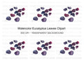 Eucalyptus Leaves Clipart Bundle