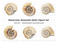 Ammonite Shells Clipart Bundle