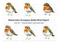 Cute Robin Bird Clipart Bundle