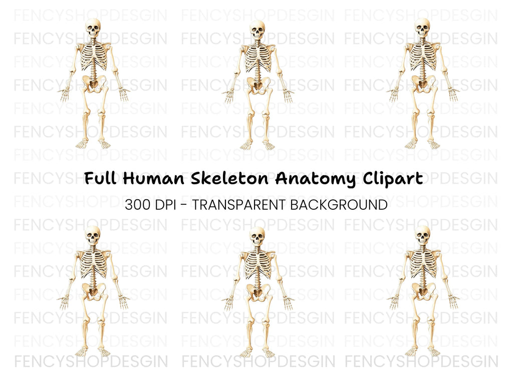 Human Skeleton Anatomy Clipart Bundle