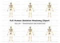 Human Skeleton Anatomy Clipart Bundle
