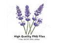 Beautiful Lavender Sprigs Clipart Bundle