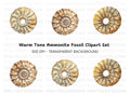 Ammonite Fossil Clipart Bundle