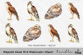 Majestic Hawk Bird Clipart Bundle