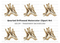 Natural Wood Root Illustration Clipart Bundle