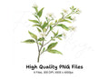 Elegant White Jasmine Floral Clipart Bundle