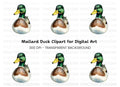Front View Mallard Duck Clipart Bundle
