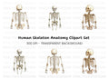 Human Skeleton Clipart Bundle