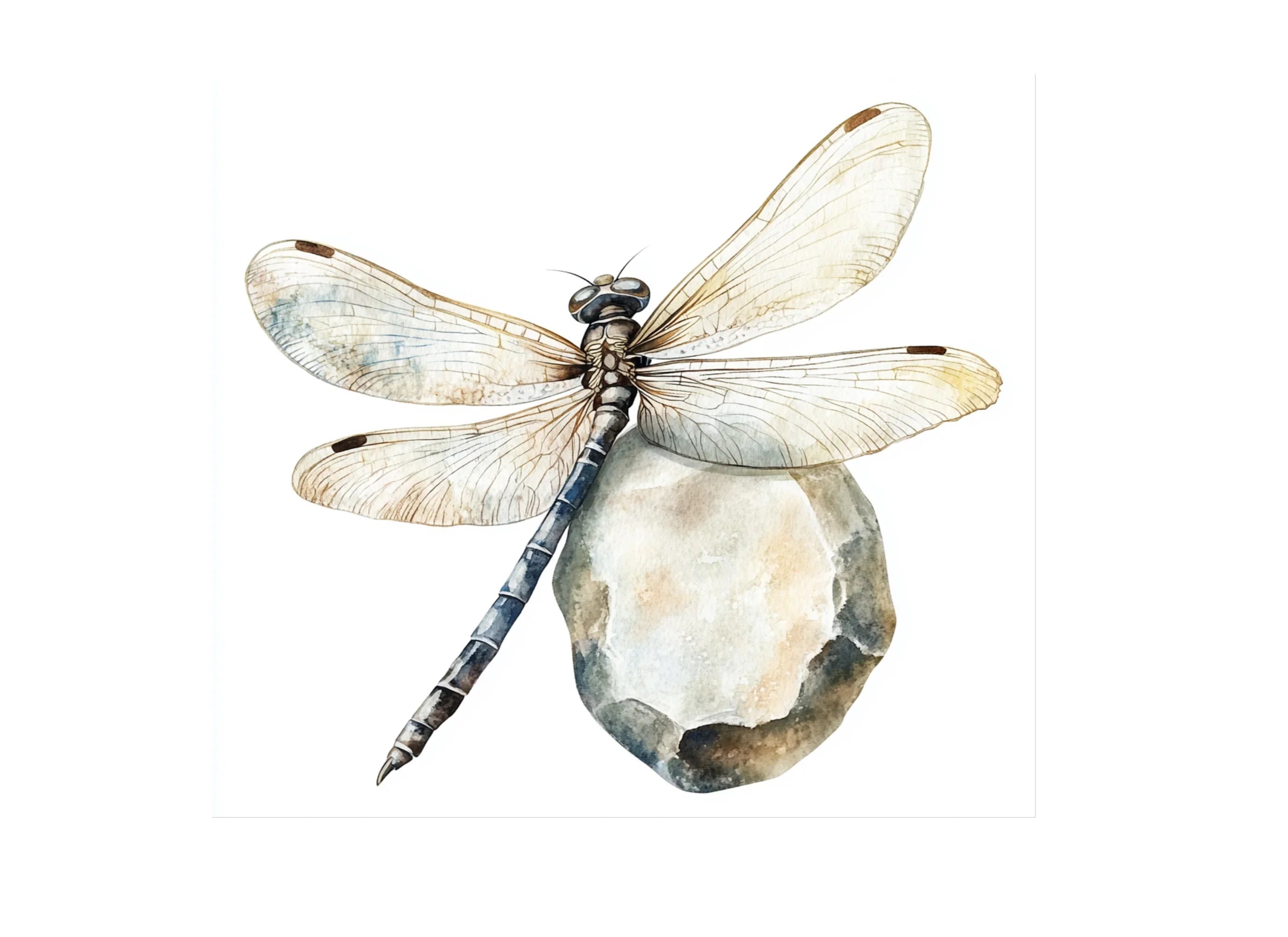Dragonfly on Stone Clipart Bundle
