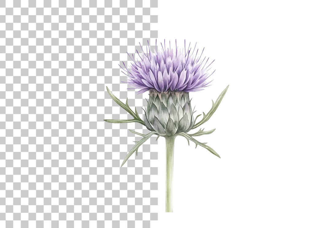 Elegant Thistle Bloom Clipart Bundle
