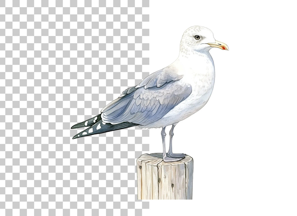 Seagull Clipart Bundle
