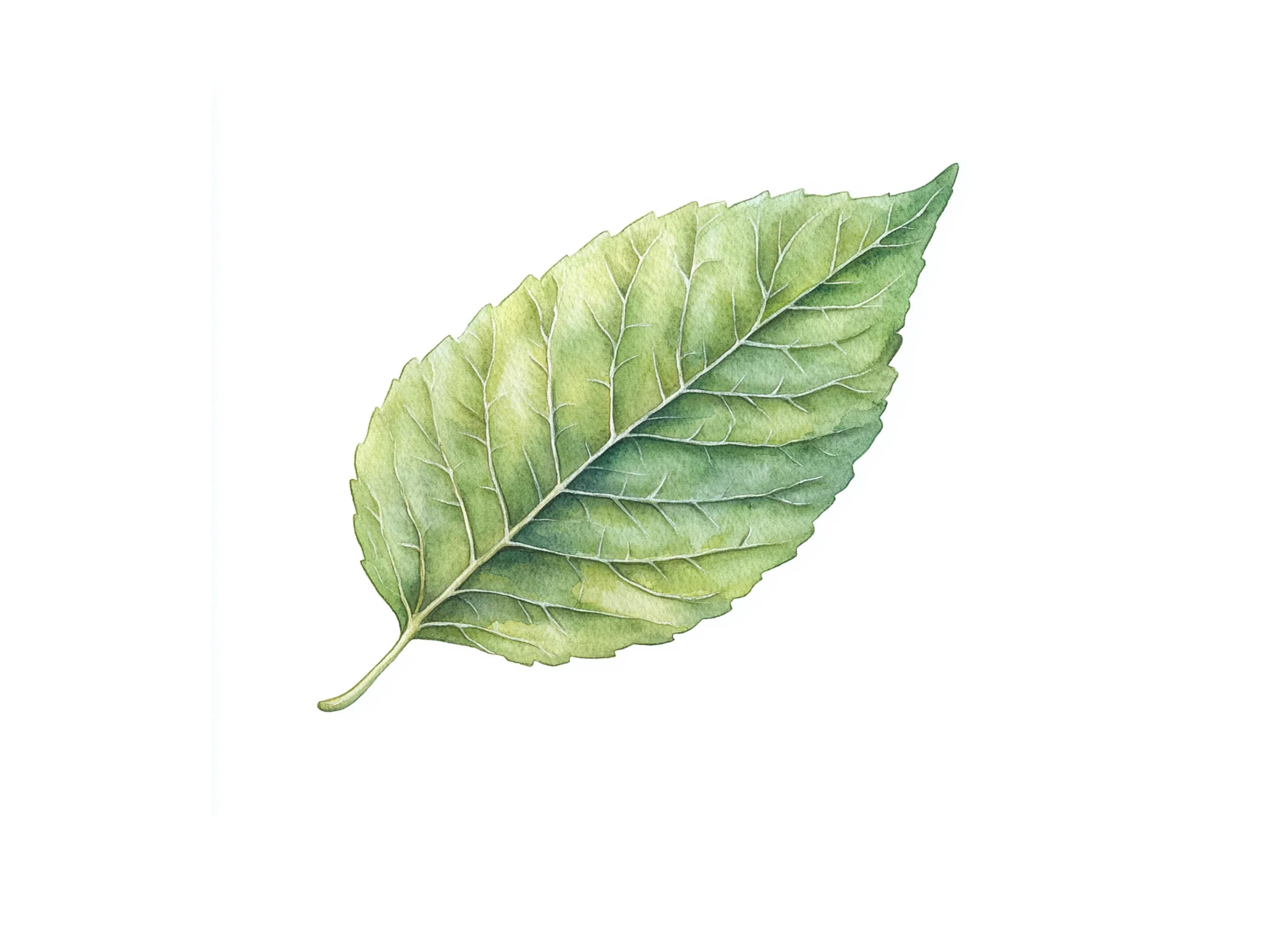Green Leaves Clipart Bundle