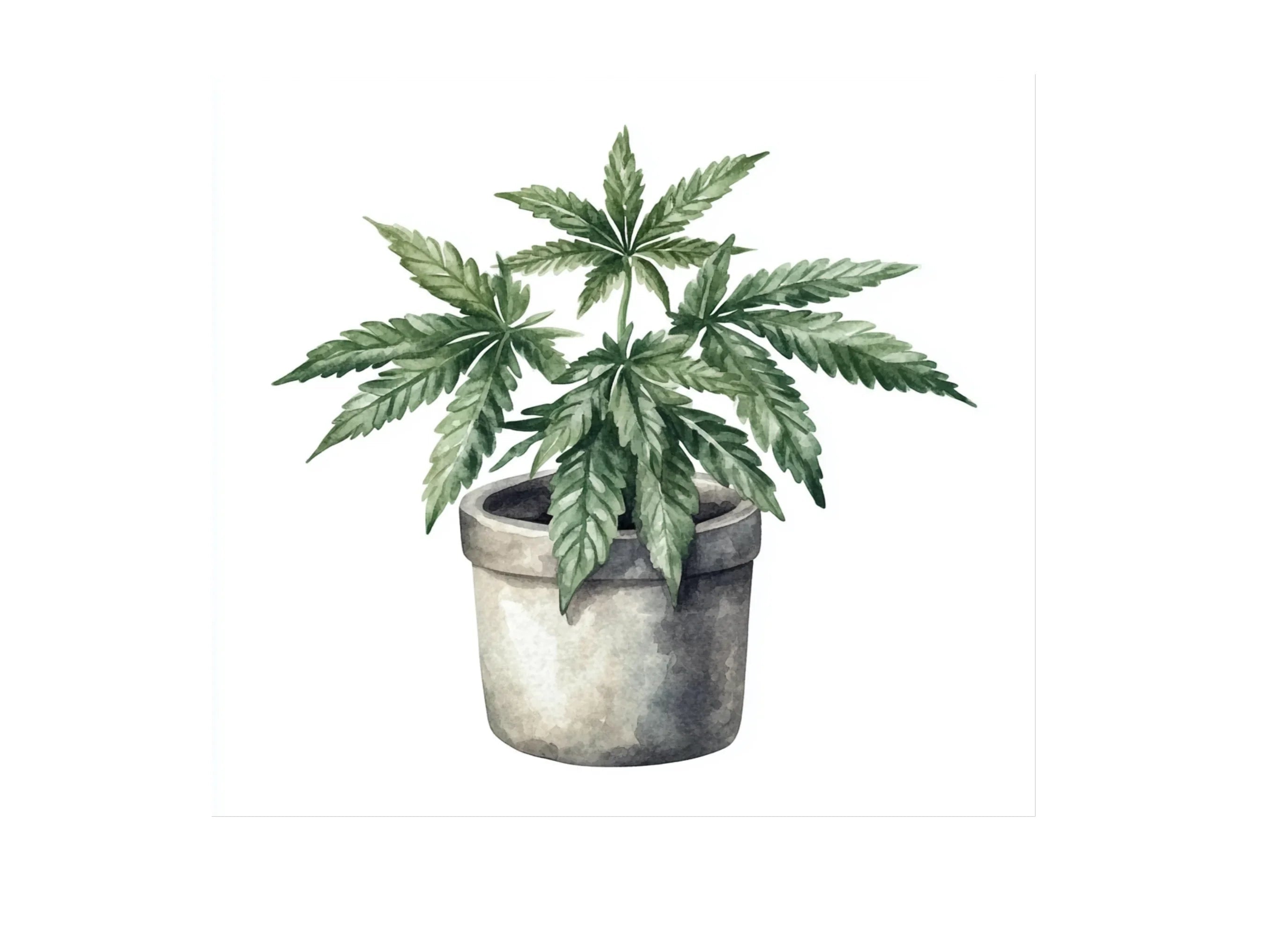 Potted Cannabis Plants Clipart Bundle
