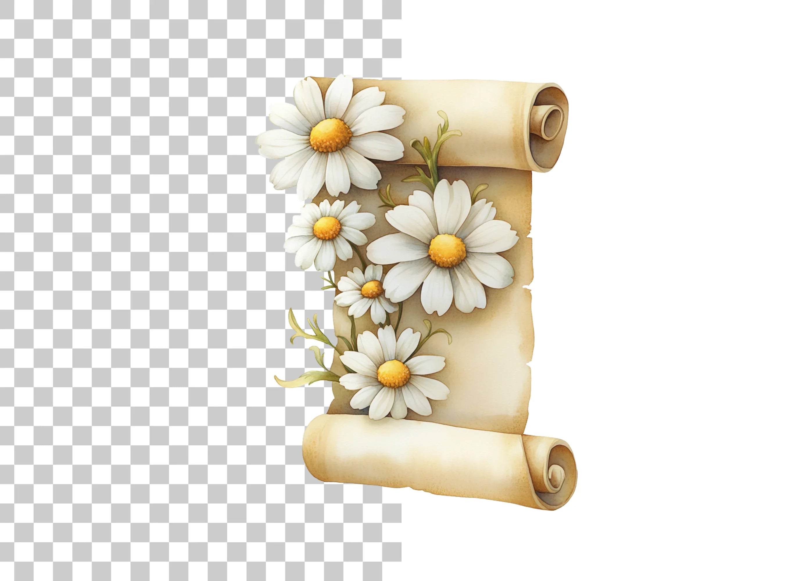 Daisy Scroll Clipart Bundle