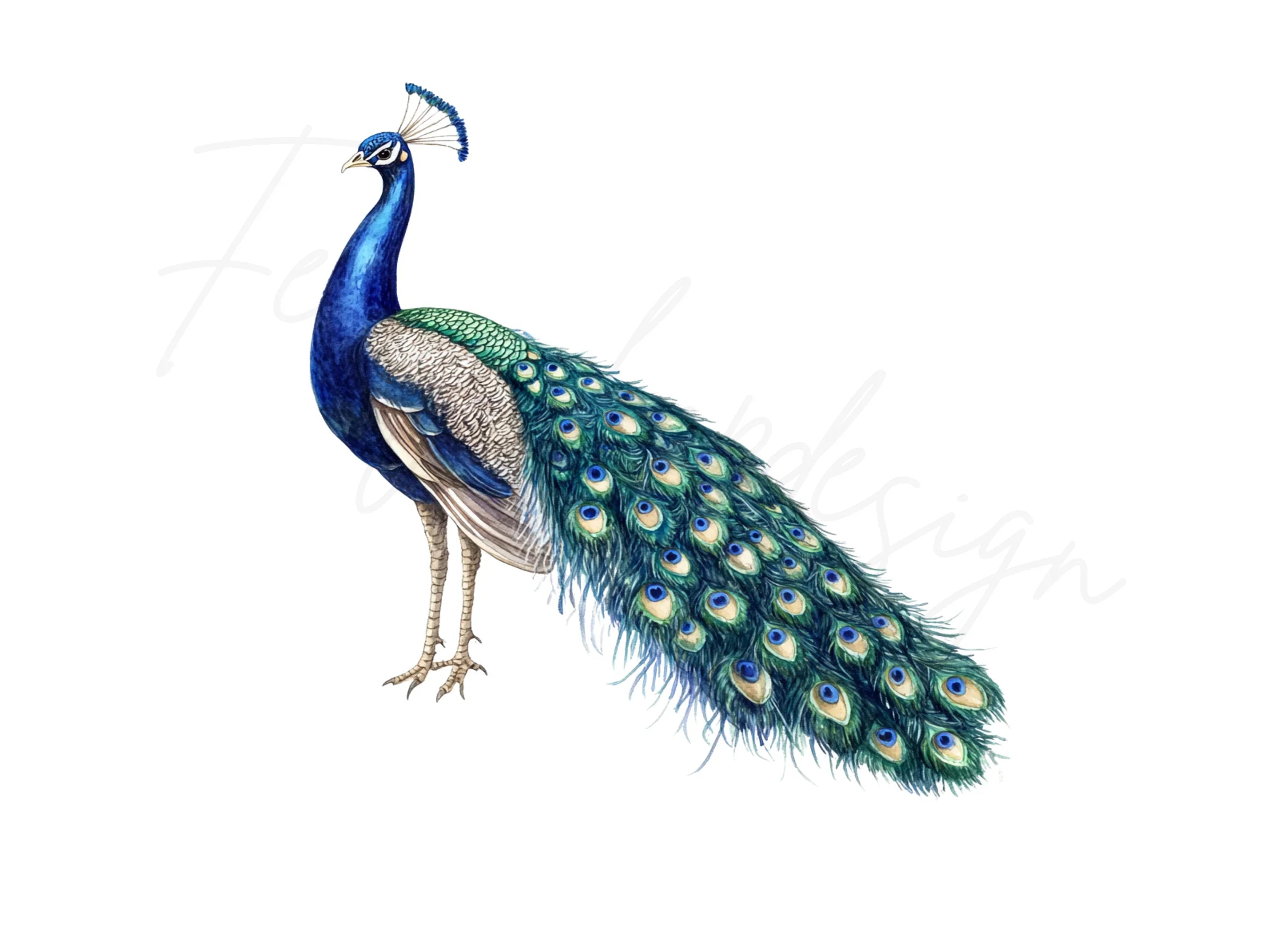 Vibrant Peacock Illustrations Clipart Bundle