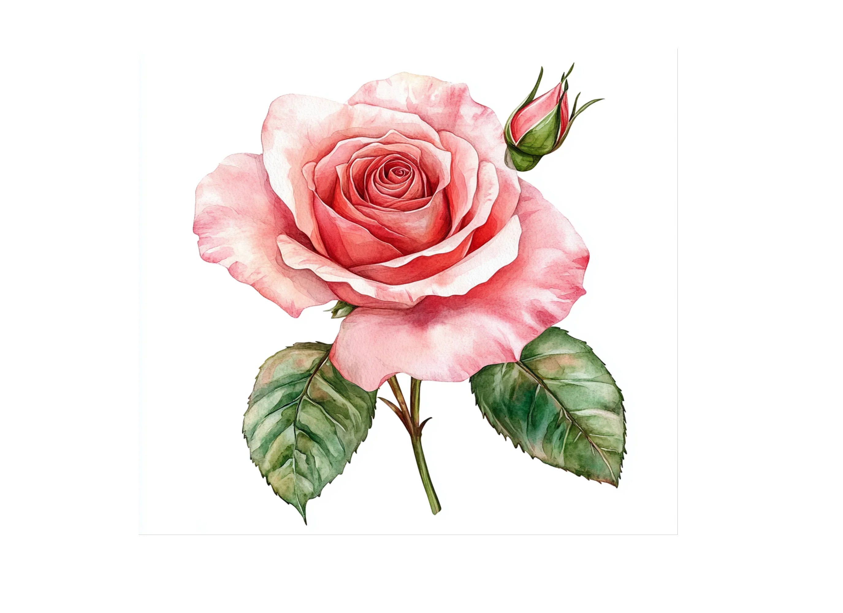 Elegant Pink Rose Clipart Bundle