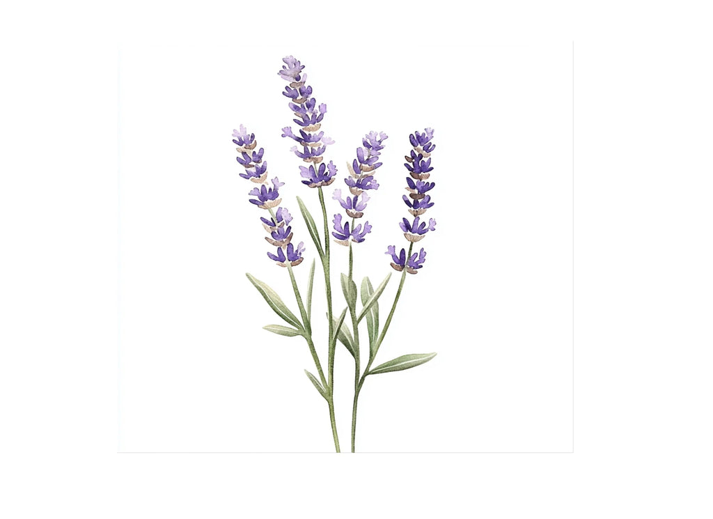 Lavender Clipart Bundle