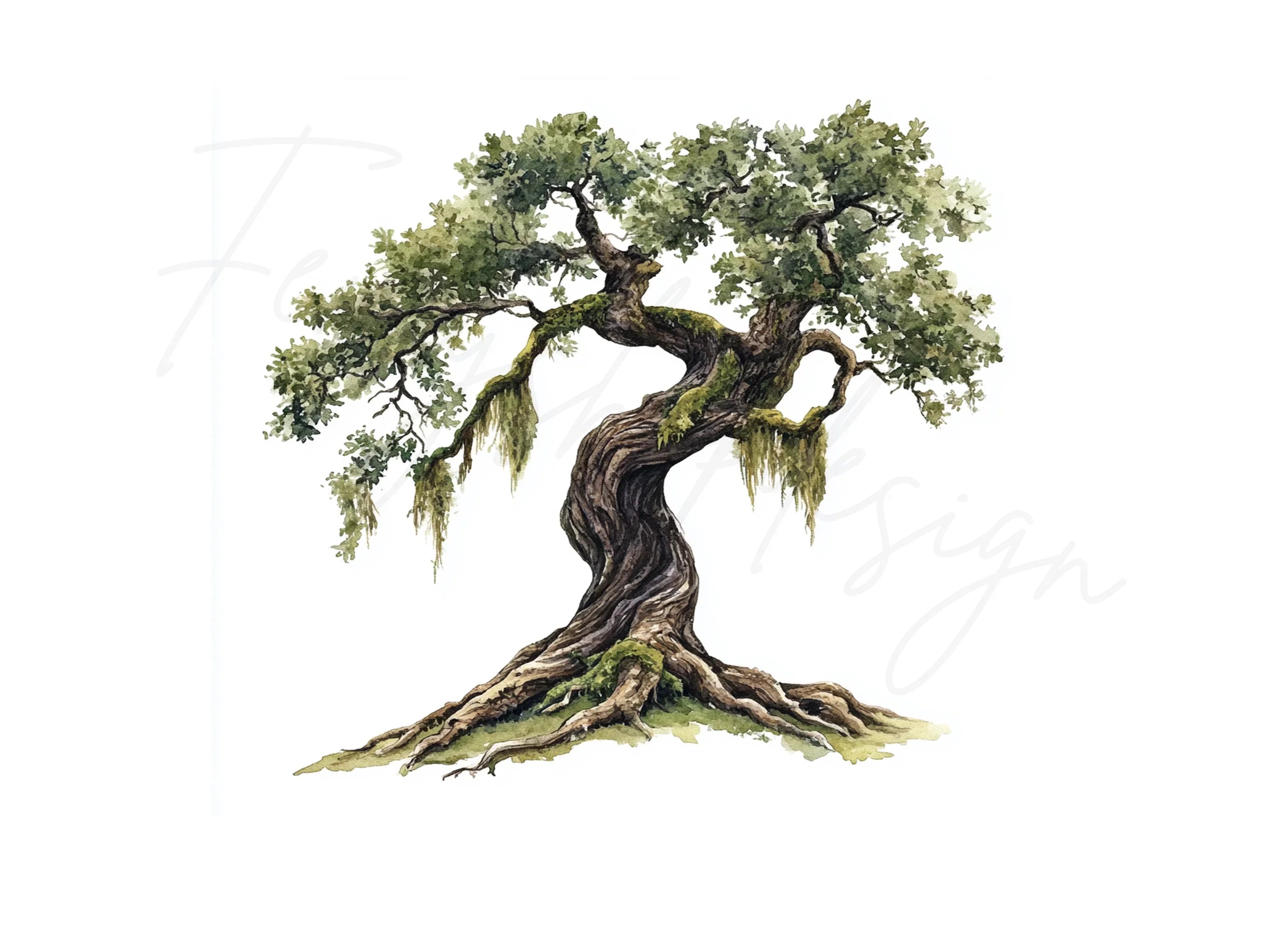 Ancient Oak Tree Clipart Bundle