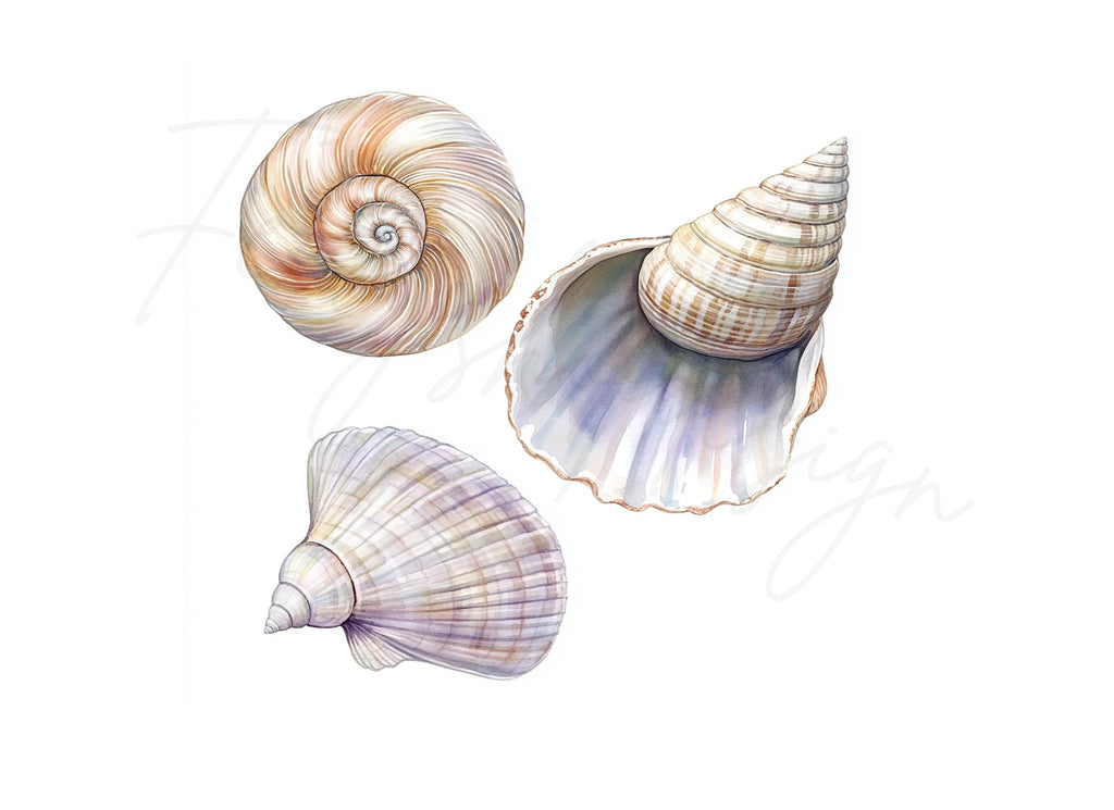 Seashells Clipart Bundle