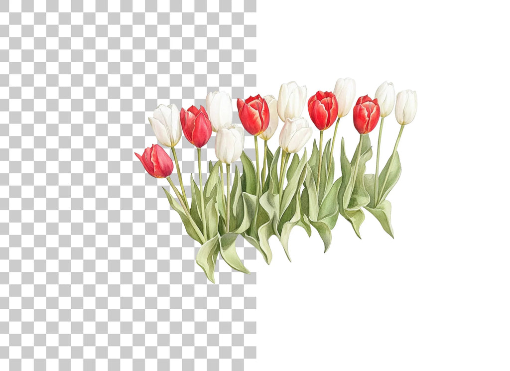 Vibrant Red and White Tulip Clipart Bundle