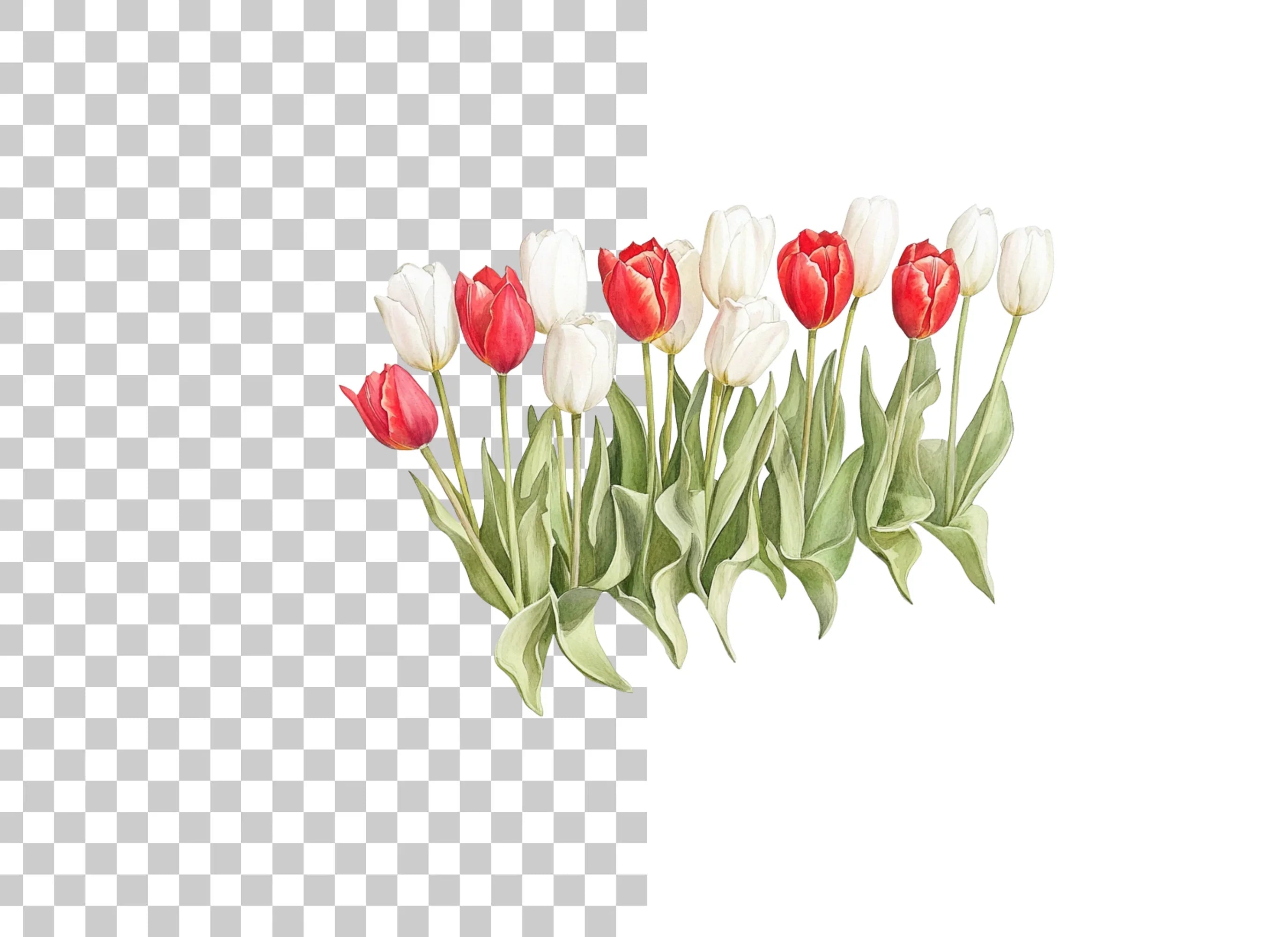 Vibrant Red and White Tulip Clipart Bundle