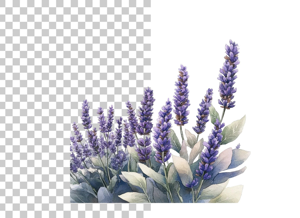 Beautiful Lavender Clipart Bundle