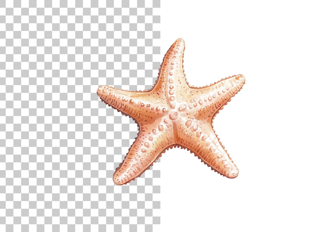 Starfish Clipart Bundle