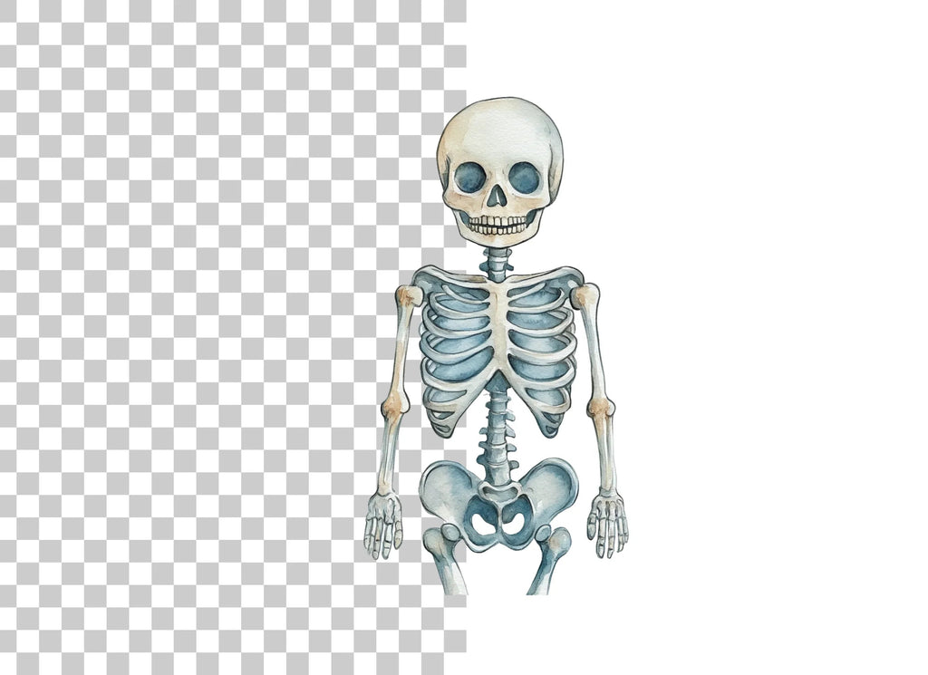 Anatomical Skeleton Graphics Clipart Bundle