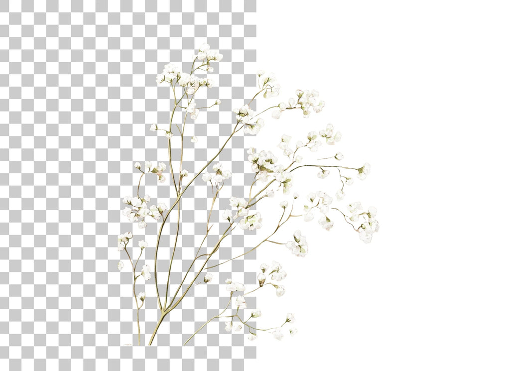 Delicate Baby Breath Clipart Bundle