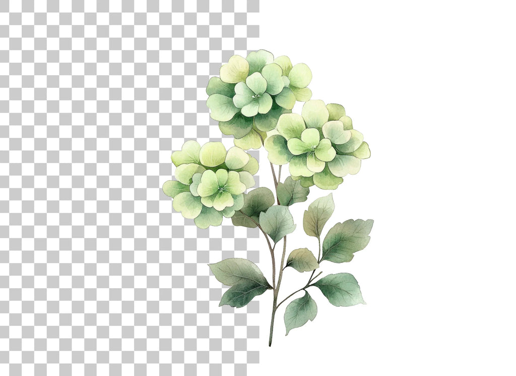 Green Hydrangea Clipart Bundle
