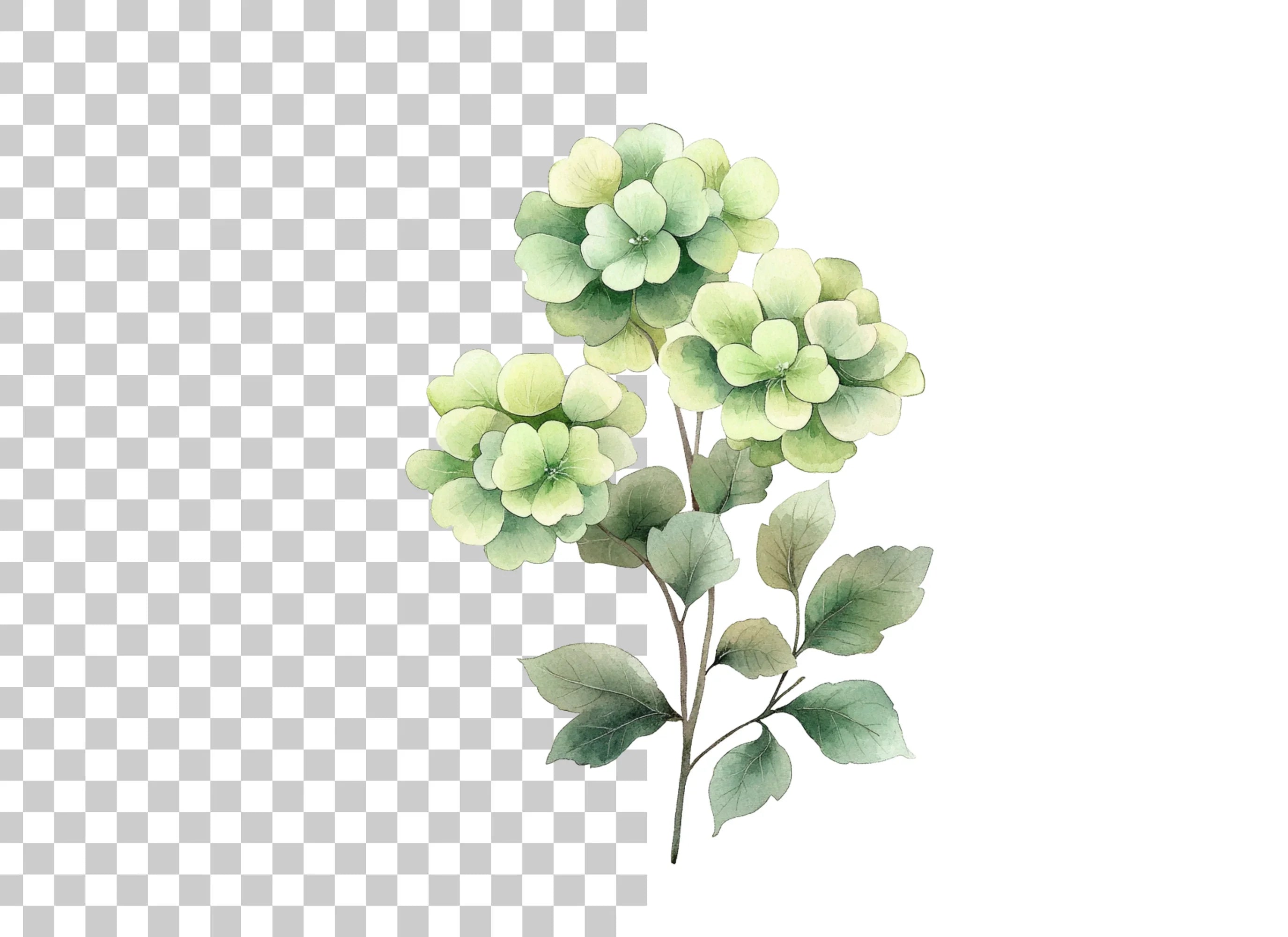Green Hydrangea Clipart Bundle