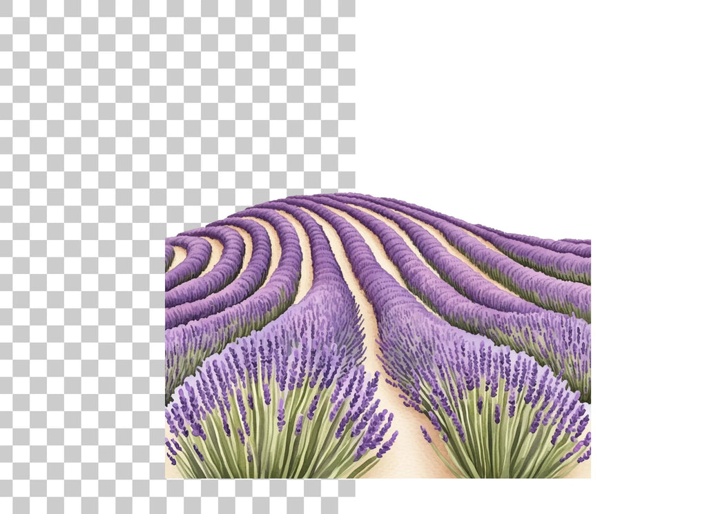 Stunning Lavender Field Clipart Bundle