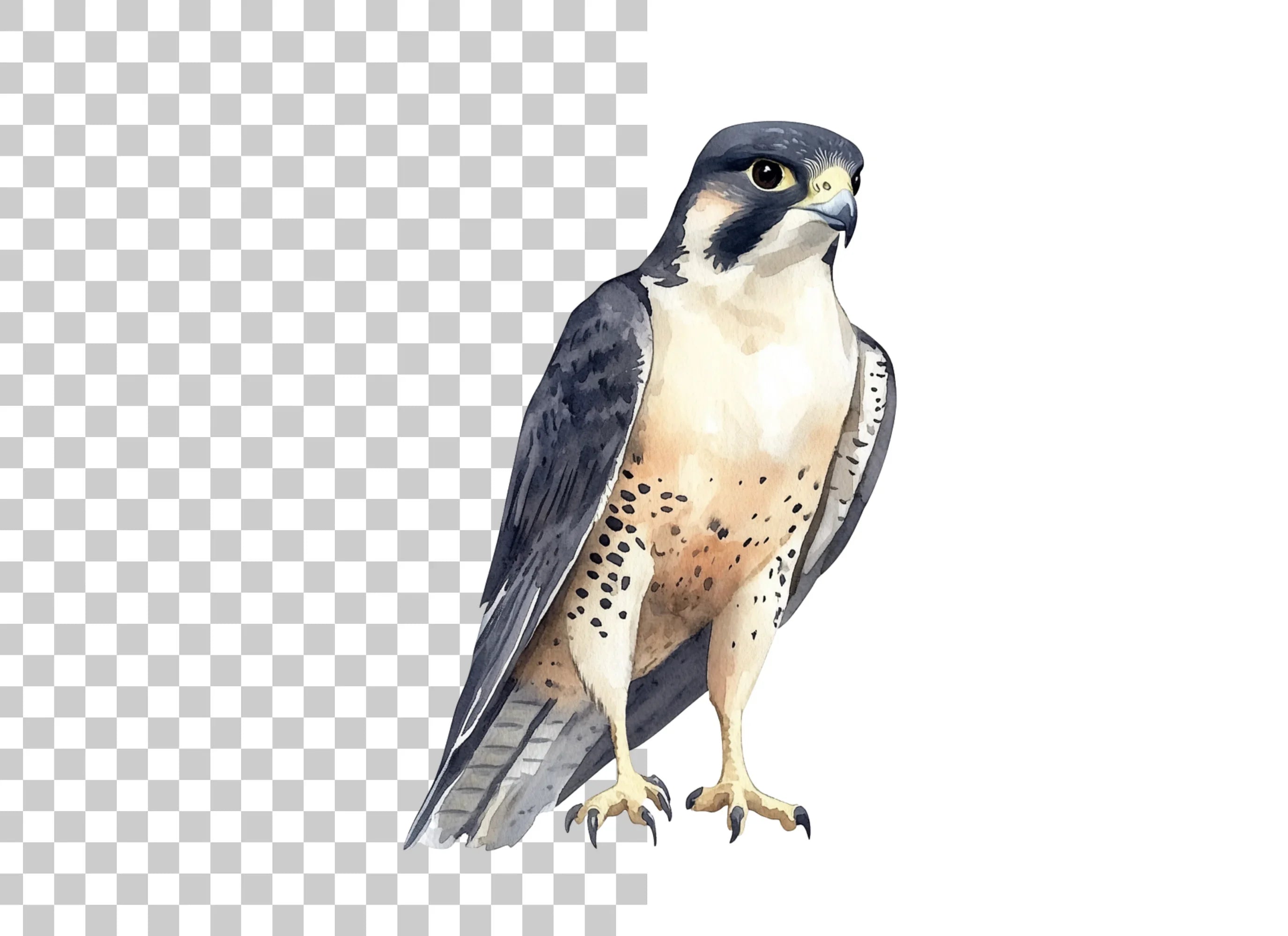 Majestic Peregrine Falcon Clipart Bundle