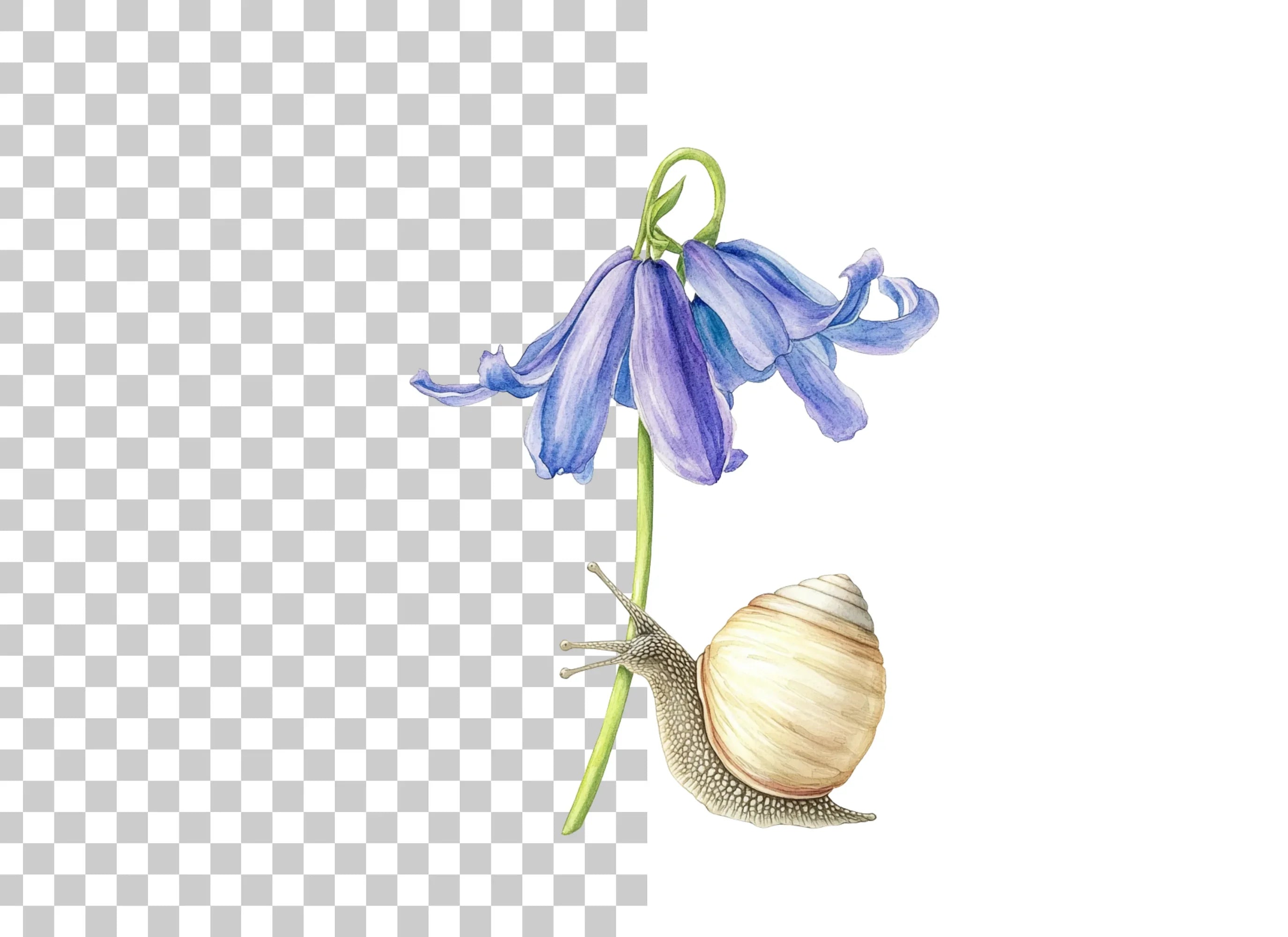 Snail and Bluebell Flower Clipart Bundle