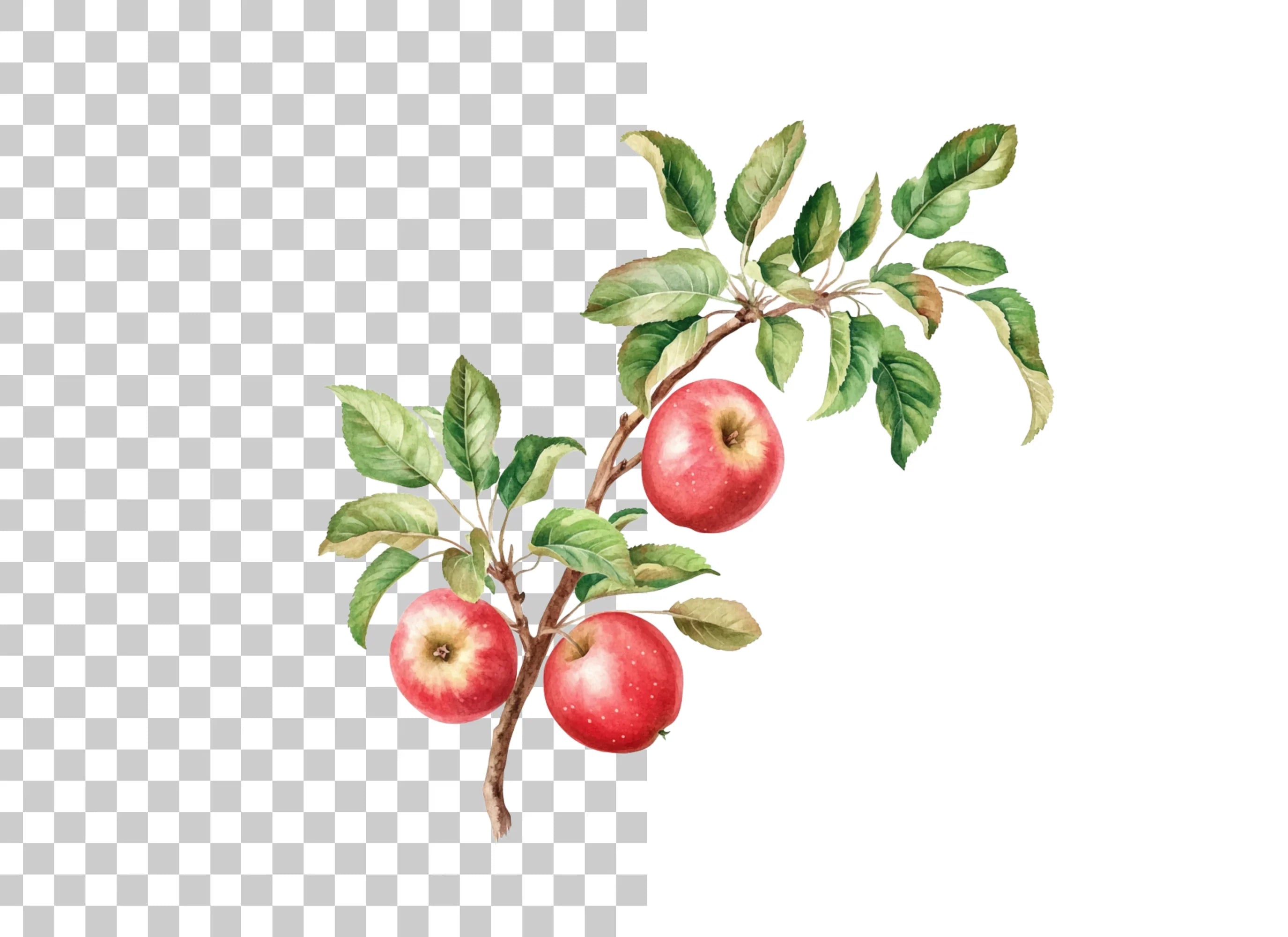 Apple Branches Clipart Bundle
