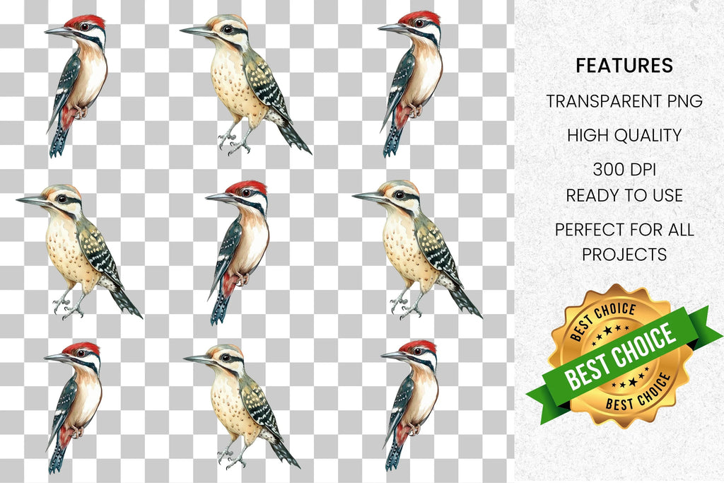 Woodpecker Bird Clipart Bundle