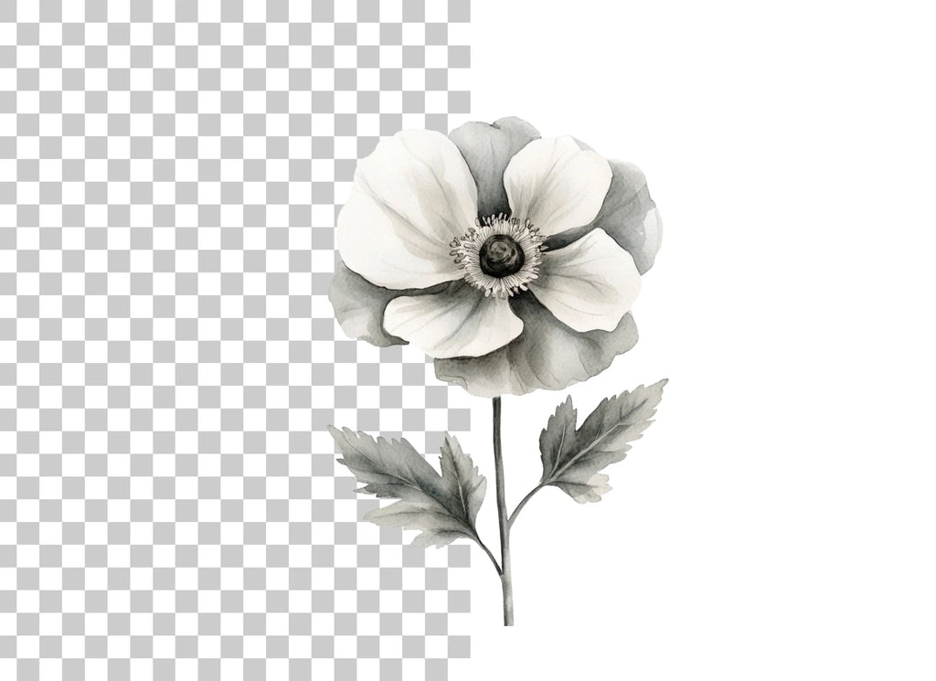 Elegant Anemone Flower Clipart Bundle
