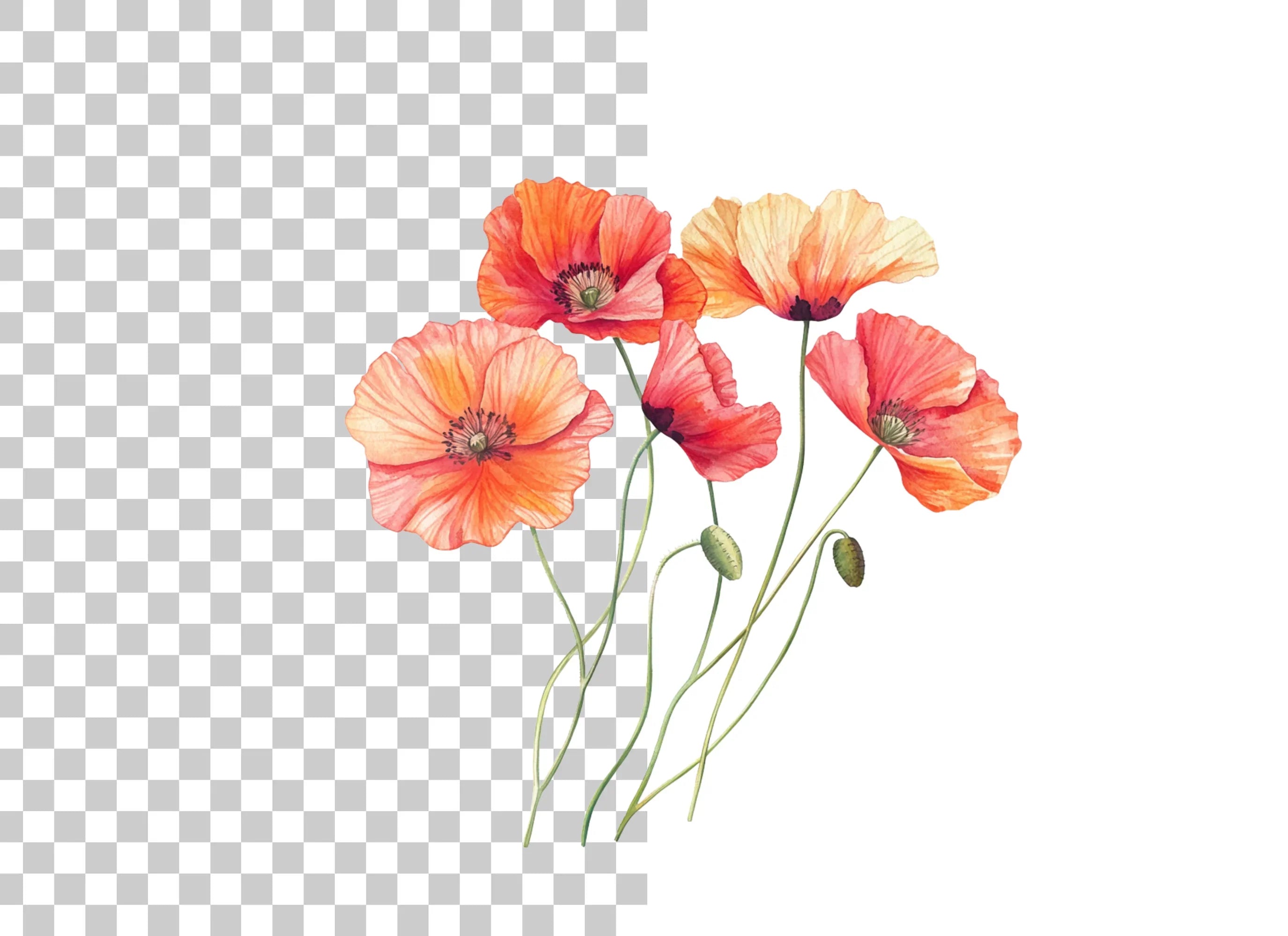Poppy Flower Clipart Bundle