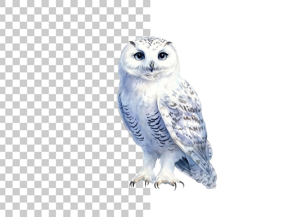 Snowy Owl Clipart Bundle